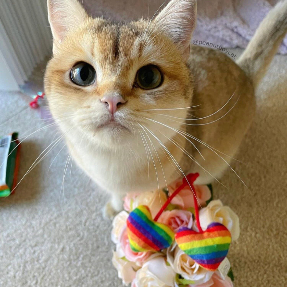 Kittybelles Rainbow Hearts