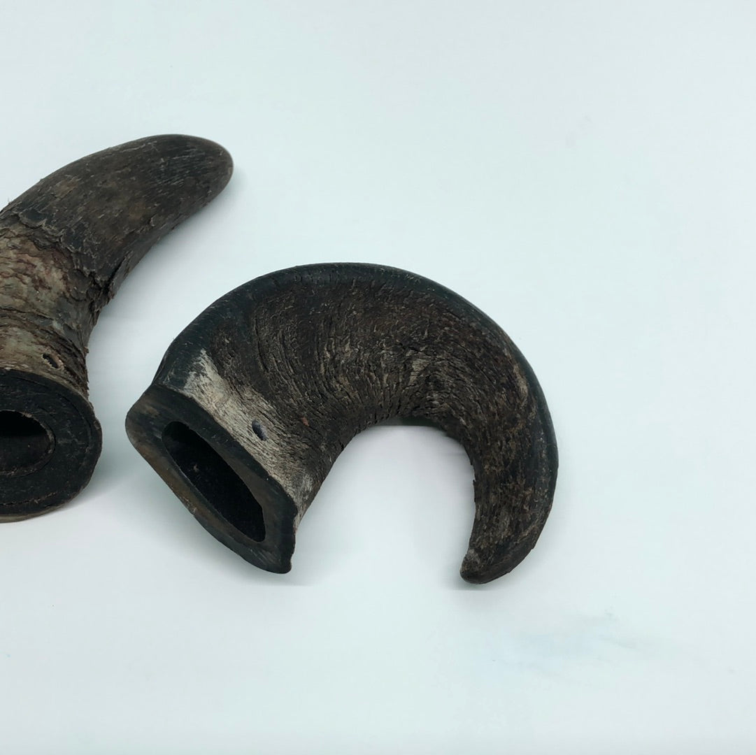 Water Buffalo Horn