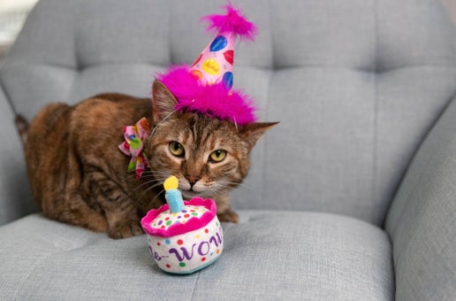Kittybelles Me-WOW Cake toy