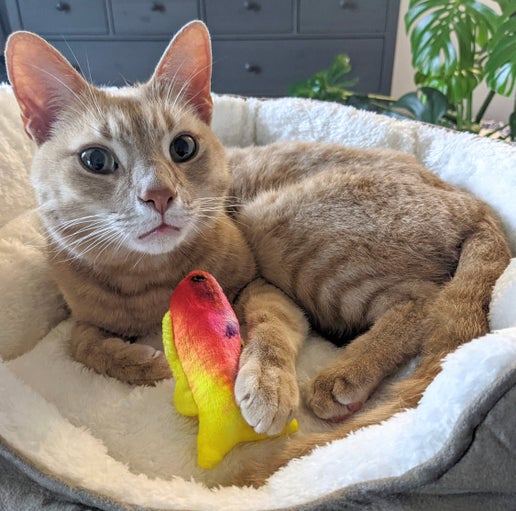 Kittybelles Rainbow Guppy