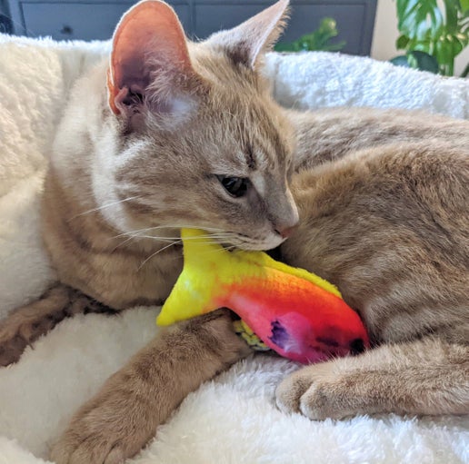 Kittybelles Rainbow Guppy
