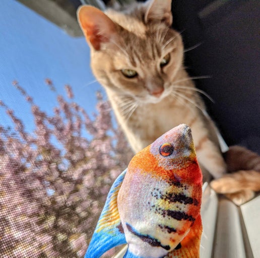 Kittybelles Angelfish