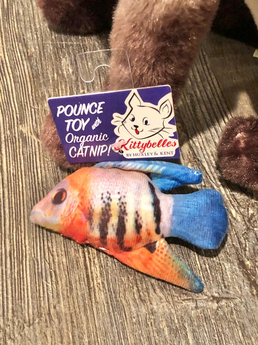 Kittybelles Angelfish