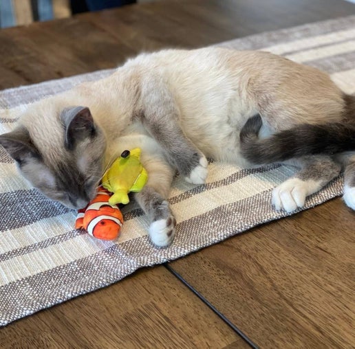 Kittybelles Clownfish