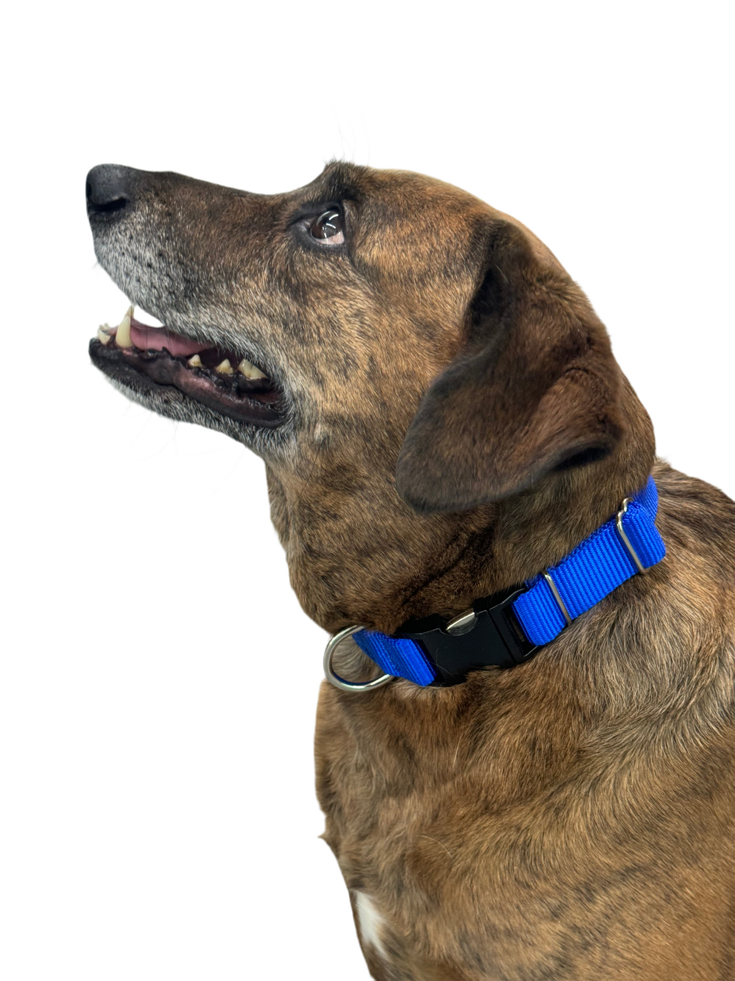 Royal Blue Nylon Dog Collar