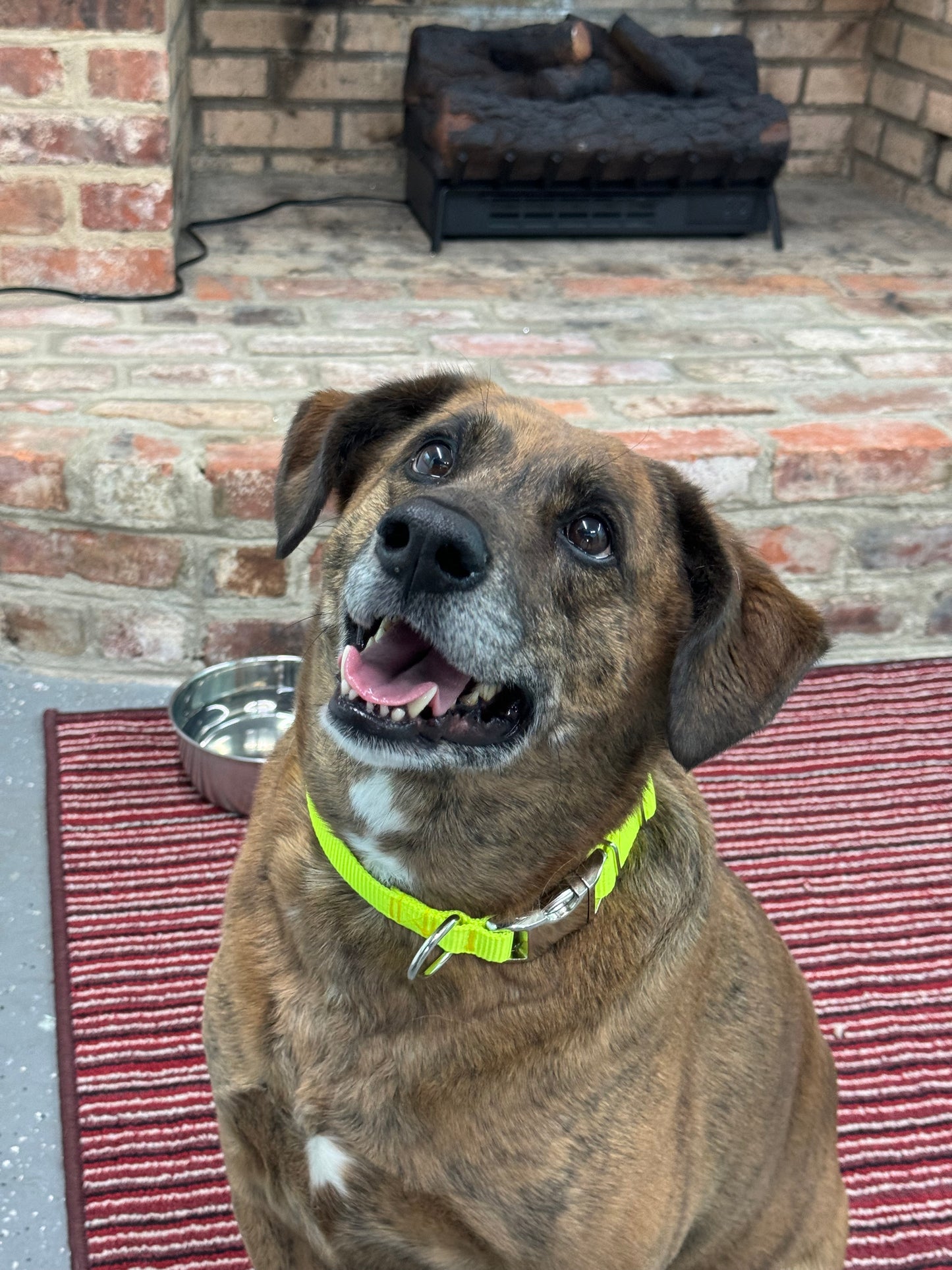 1 Inch Tennis Ball Yellow Nylon Collar