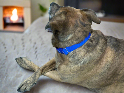 Royal Blue Nylon Dog Collar