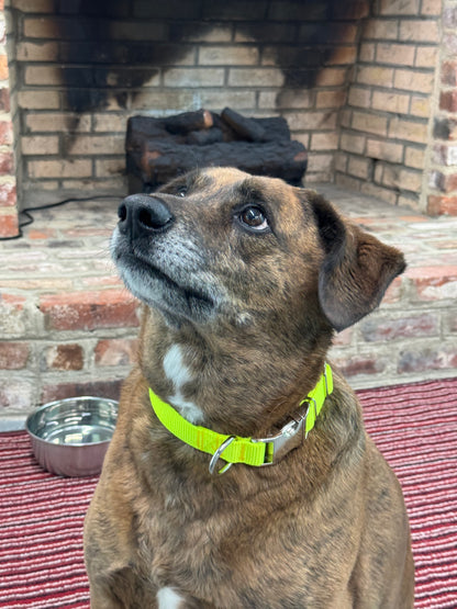 1 Inch Tennis Ball Yellow Nylon Collar