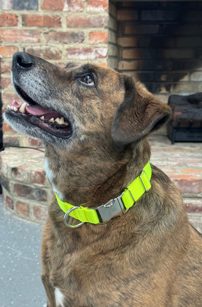 1 Inch Tennis Ball Yellow Nylon Collar