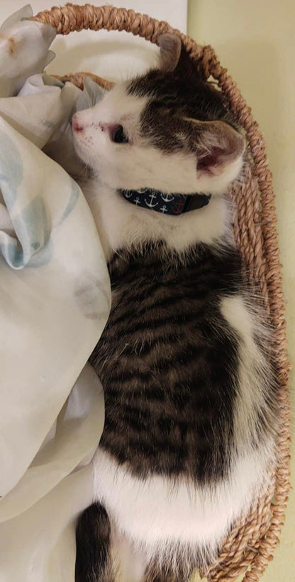 Anchor Cat Collar
