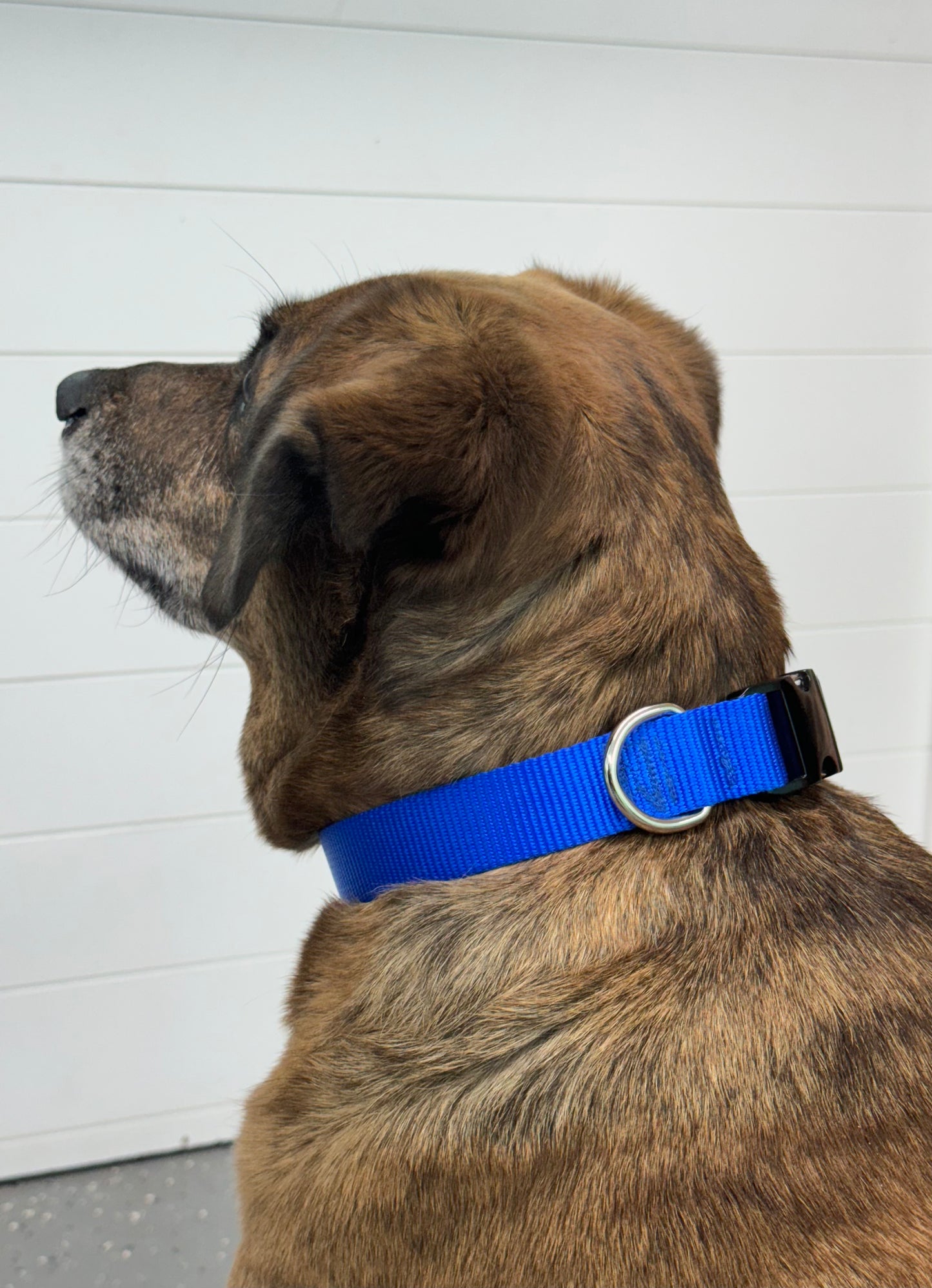 Royal Blue Nylon Dog Collar