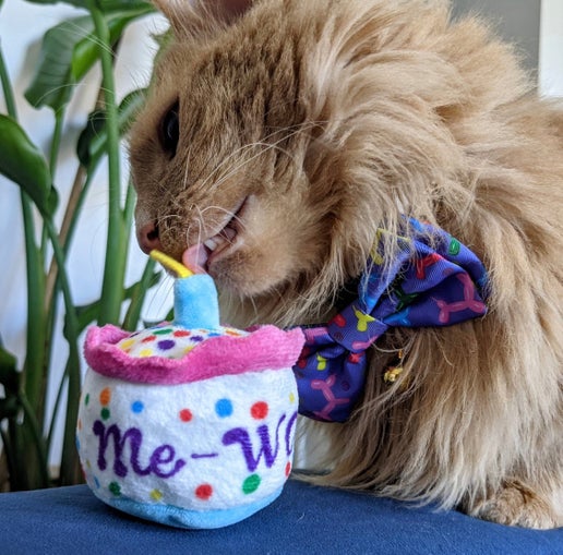 Kittybelles Me-WOW Cake toy